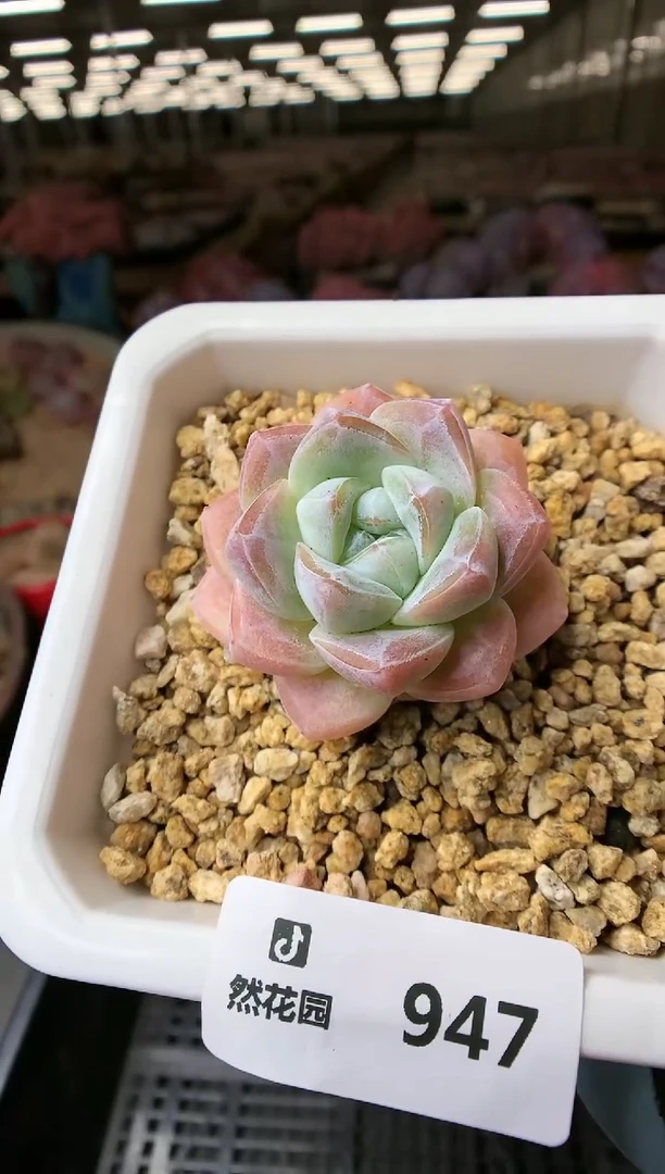 【闪购商品】947冰玉一物一拍