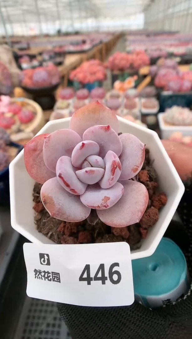 【闪购商品】446奶茶一物一拍