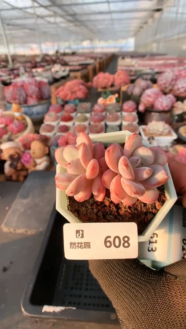 【闪购商品】608星星雪一物一拍