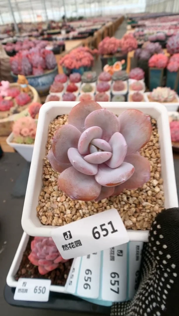 【闪购商品】651奶茶一物一拍