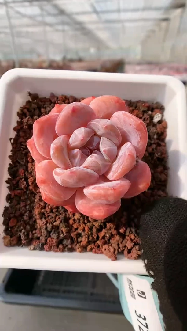 【闪购商品】371雪天使一物一拍