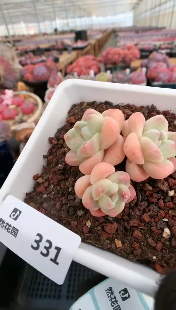 【闪购商品】331冰玉一物一拍