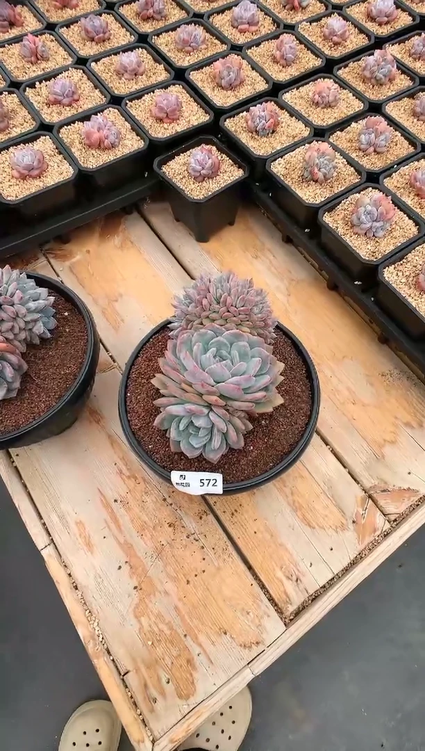 【闪购商品】572梦露缀一物一拍