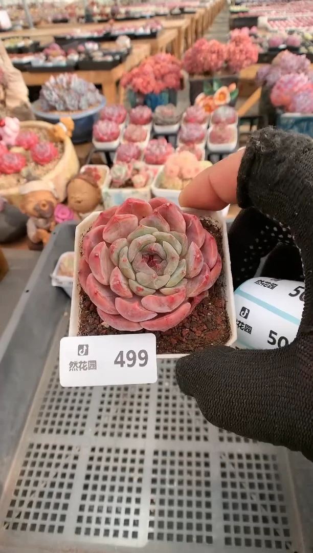 【闪购商品】499夜莺一物一拍