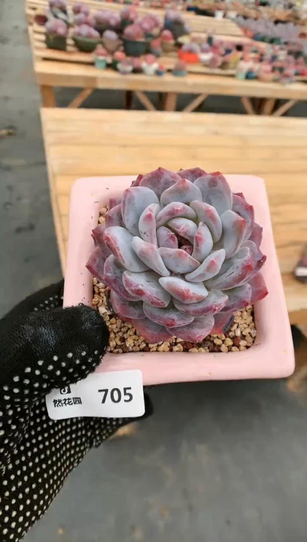 【闪购商品】705一物一拍