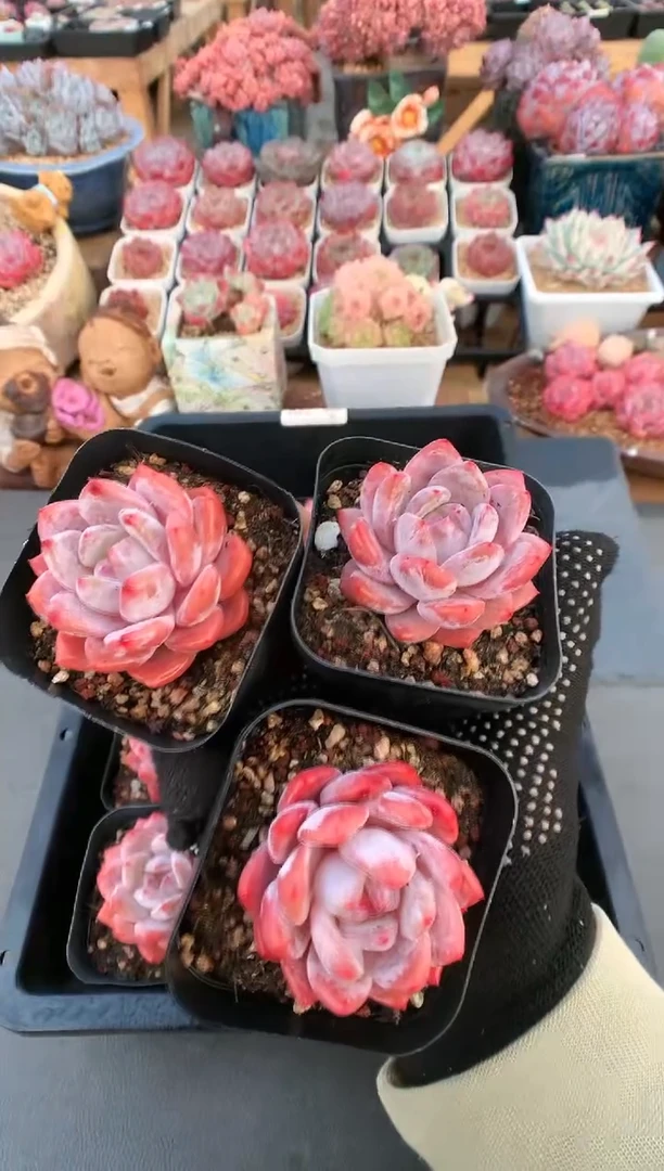 【闪购商品】381雪天使三棵量拍