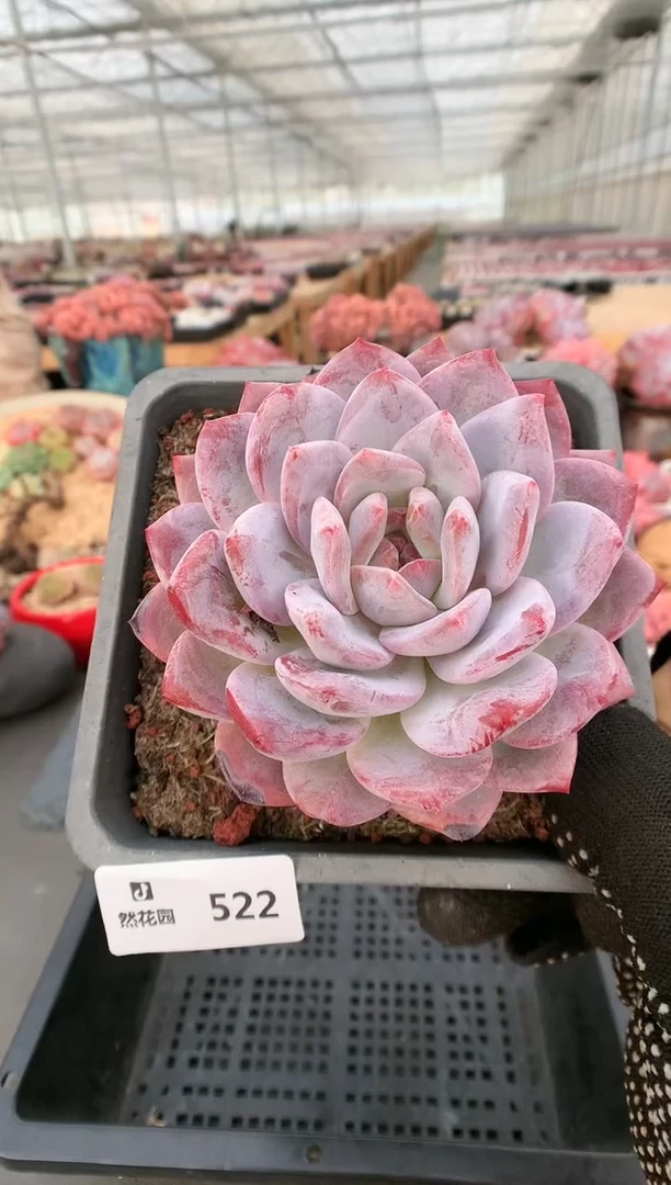 【闪购商品】522玫瑰梦露一物一拍