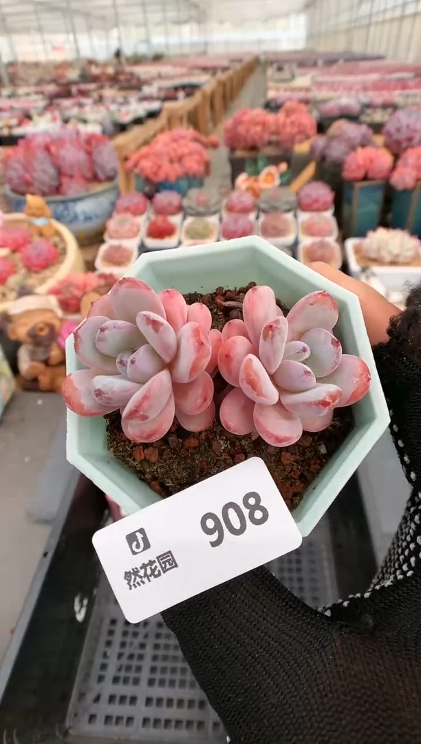 【闪购商品】908一物一拍