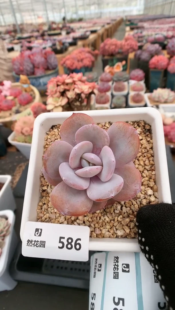 【闪购商品】586奶茶一物一拍