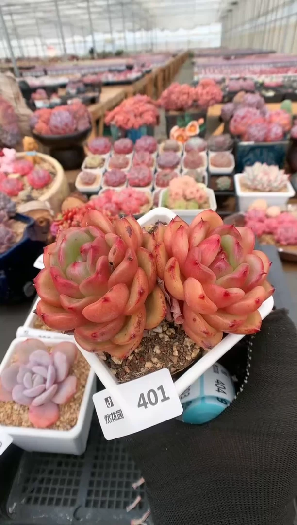 【闪购商品】401梦露香奈儿一物一拍