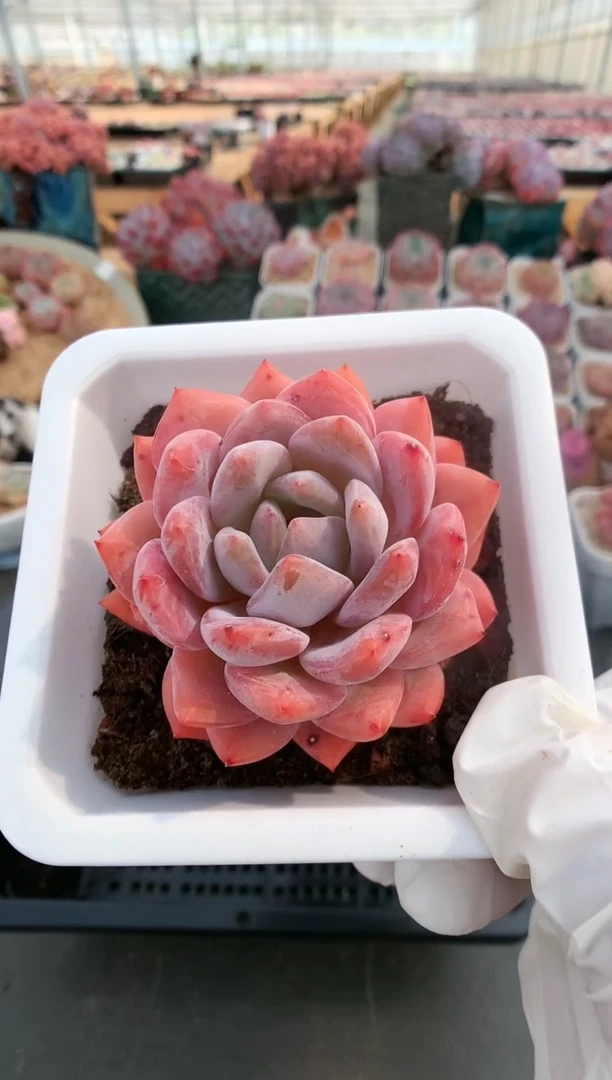 【闪购商品】667雪天使一物一拍