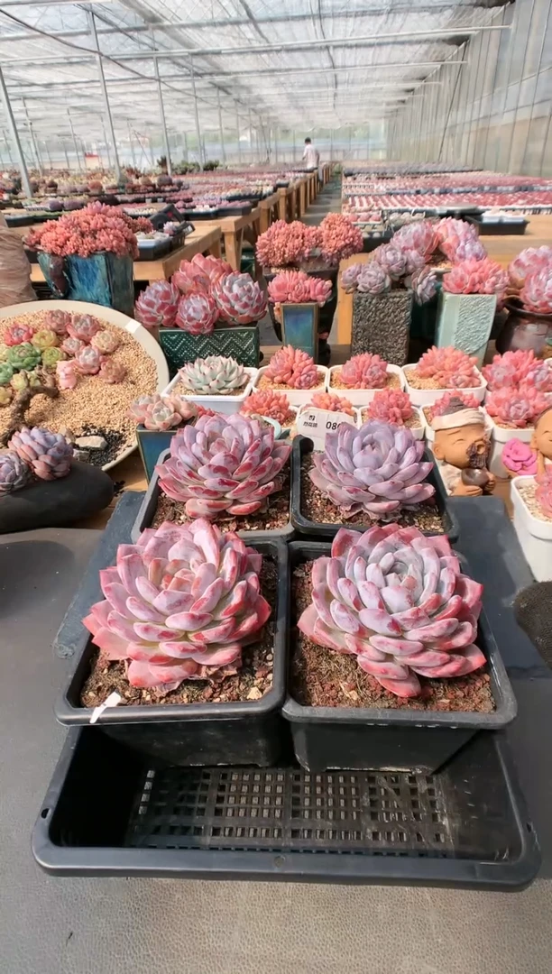 【闪购商品】080玫瑰梦露量拍