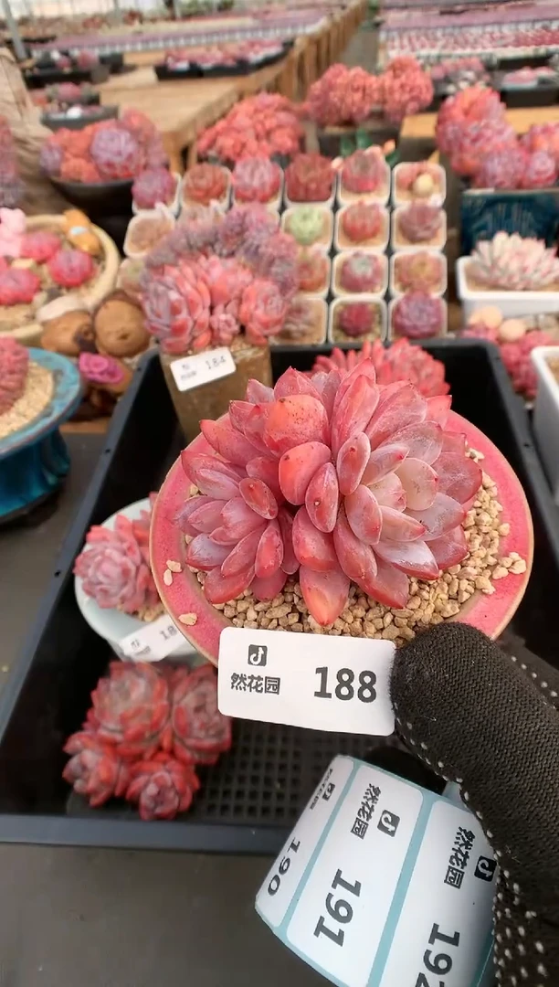 【闪购商品】188雪天使一物一拍