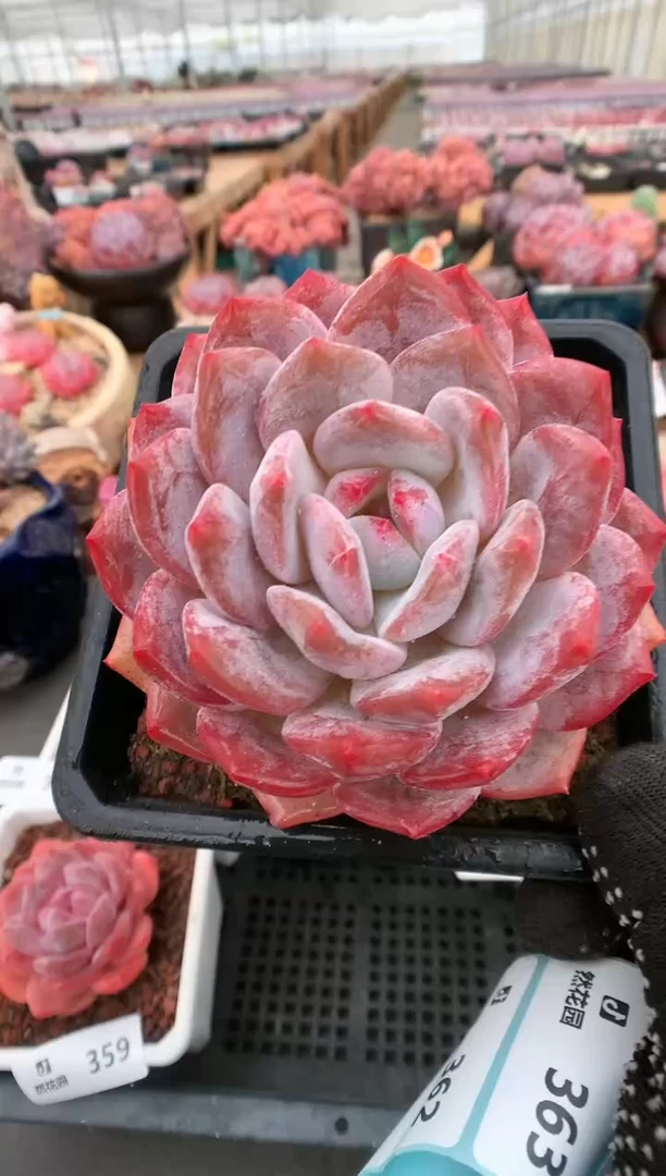 【闪购商品】360玫瑰梦露一物一拍