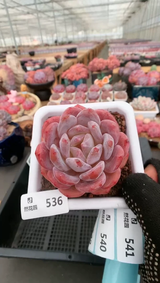 【闪购商品】536宽橙一物一拍