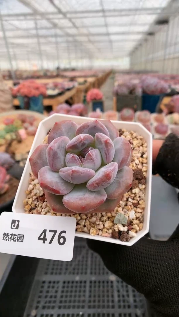【闪购商品】476星影一物一拍