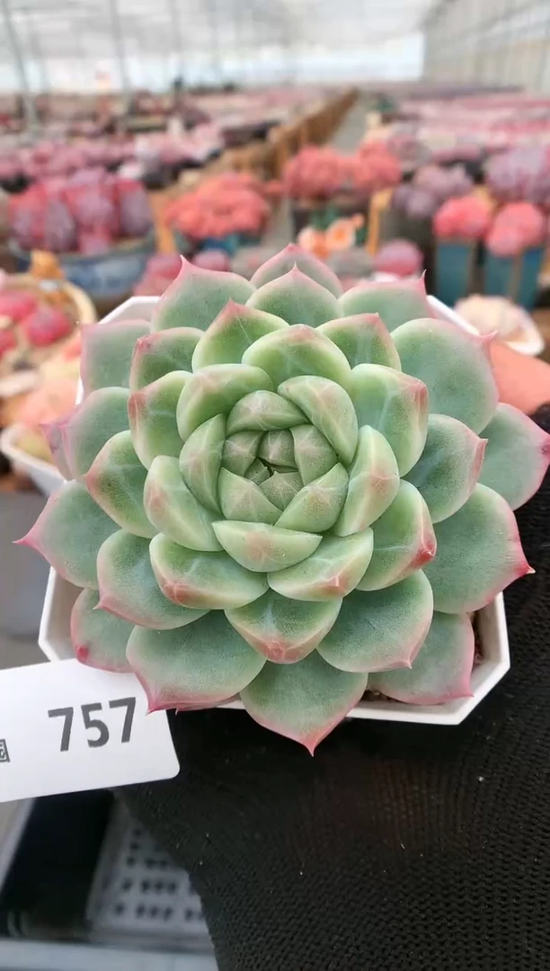 【闪购商品】757珍妮一物一拍