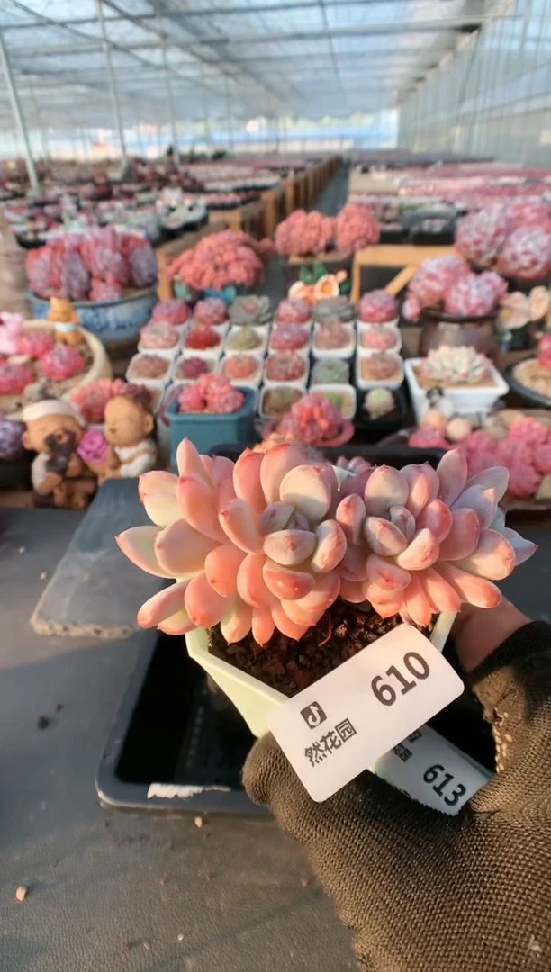 【闪购商品】610星星雪一物一拍