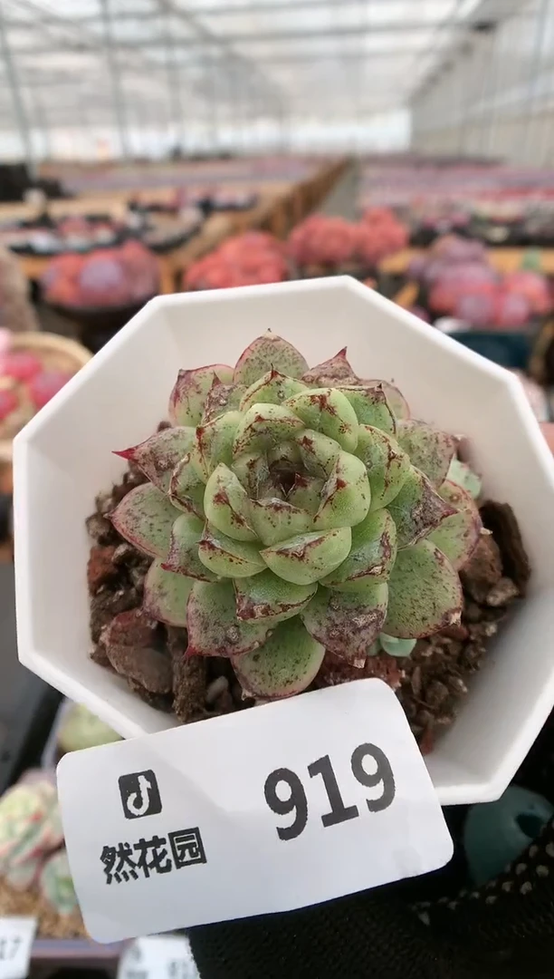 【闪购商品】919赤水晶一物一拍