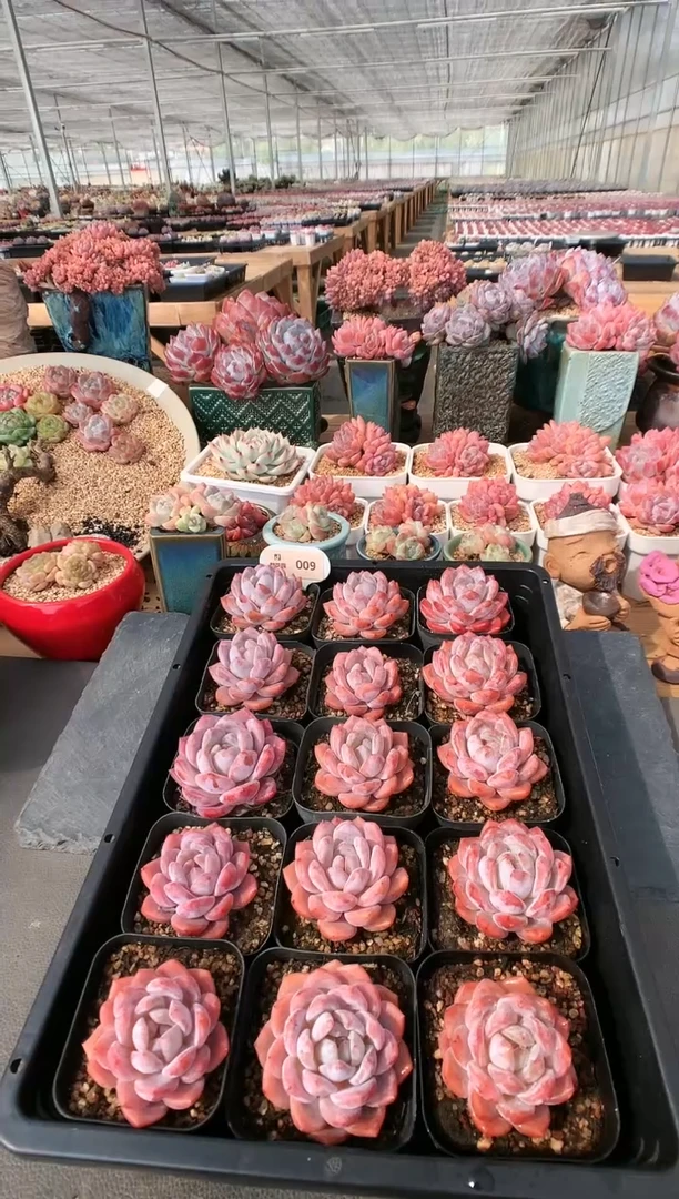 【闪购商品】00橘粉雪天使量拍