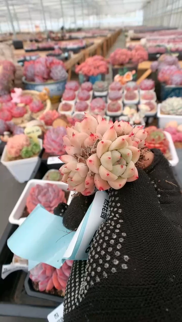 【闪购商品】223佳人一物一拍