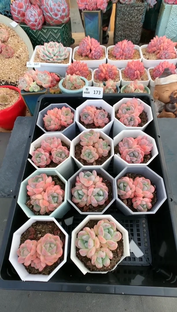 【闪购商品】173三头太妃糖量拍