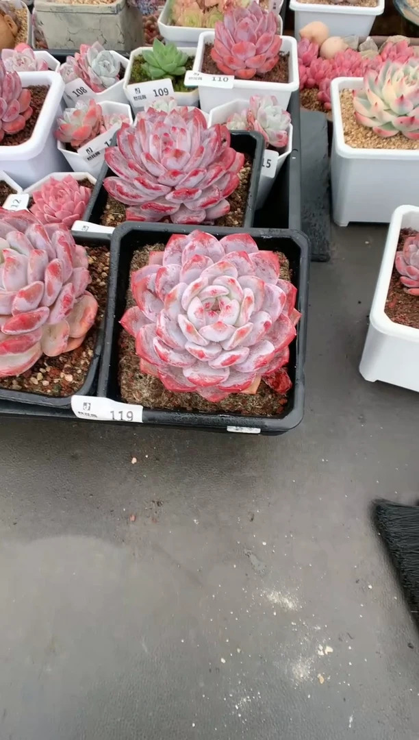 【闪购商品】119玫瑰梦露一物一拍