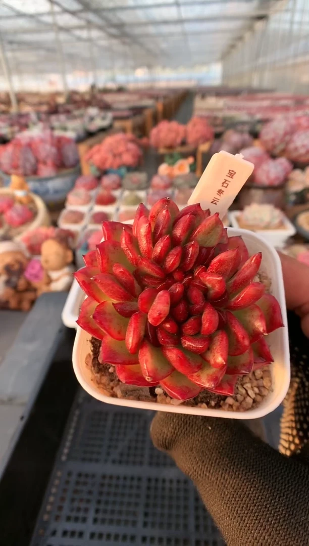 【闪购商品】616宝石东云一物一拍