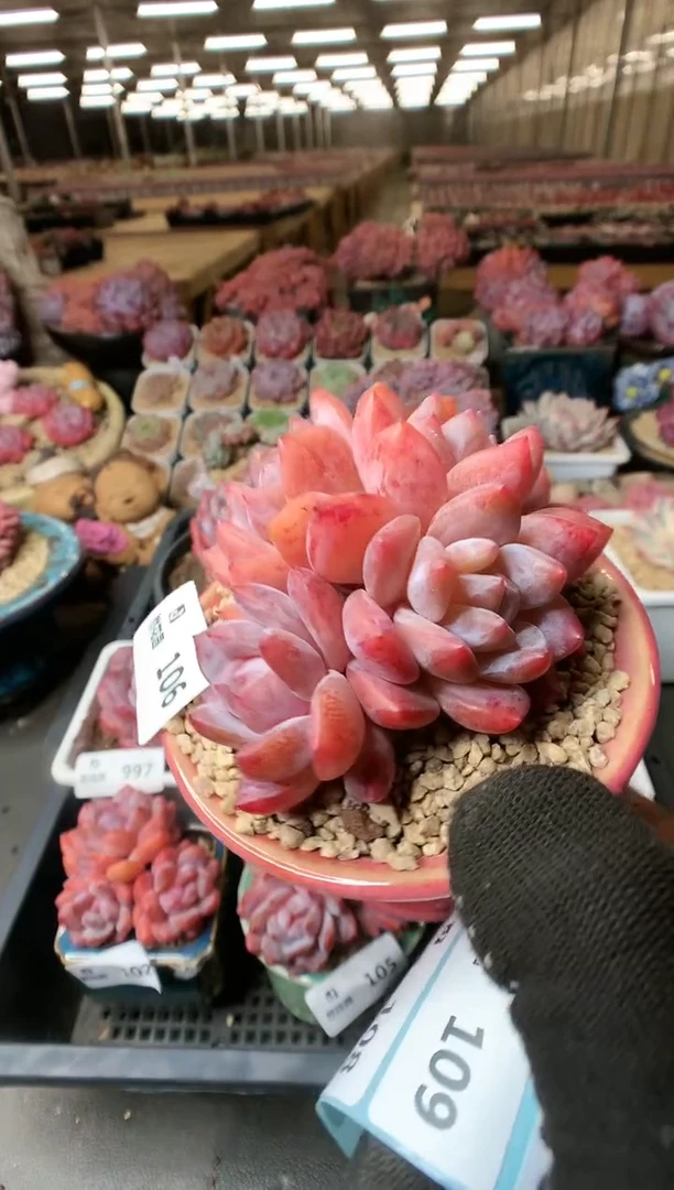 【闪购商品】106雪天使一物一拍