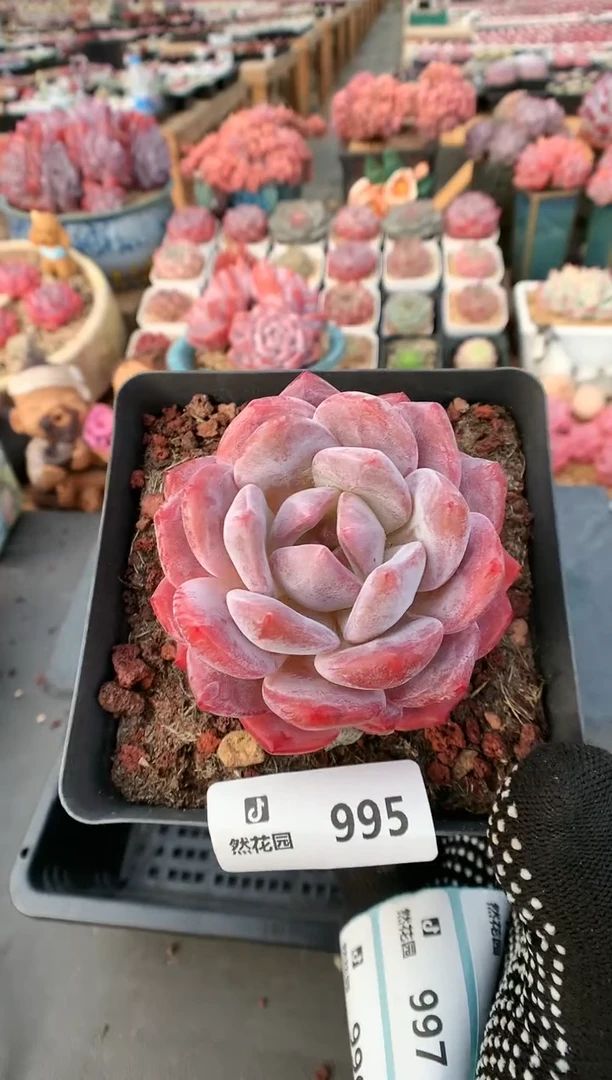 【闪购商品】995雪天使一物一拍