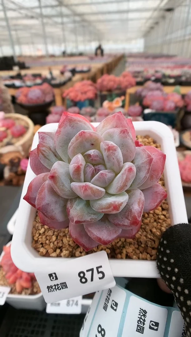 【闪购商品】875一物一拍