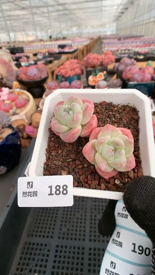 【闪购商品】188冰玉一物一拍