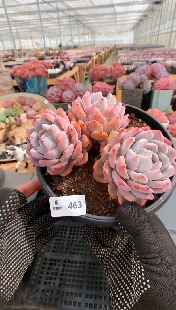 【闪购商品】463三头梦露一物一拍