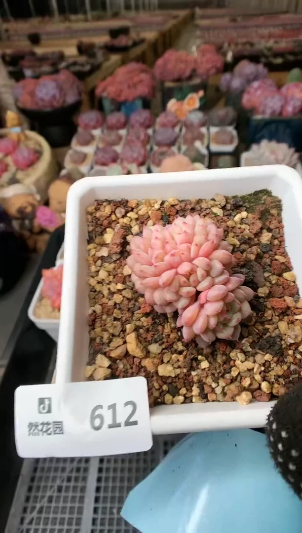 【闪购商品】612白胖缀一物一拍