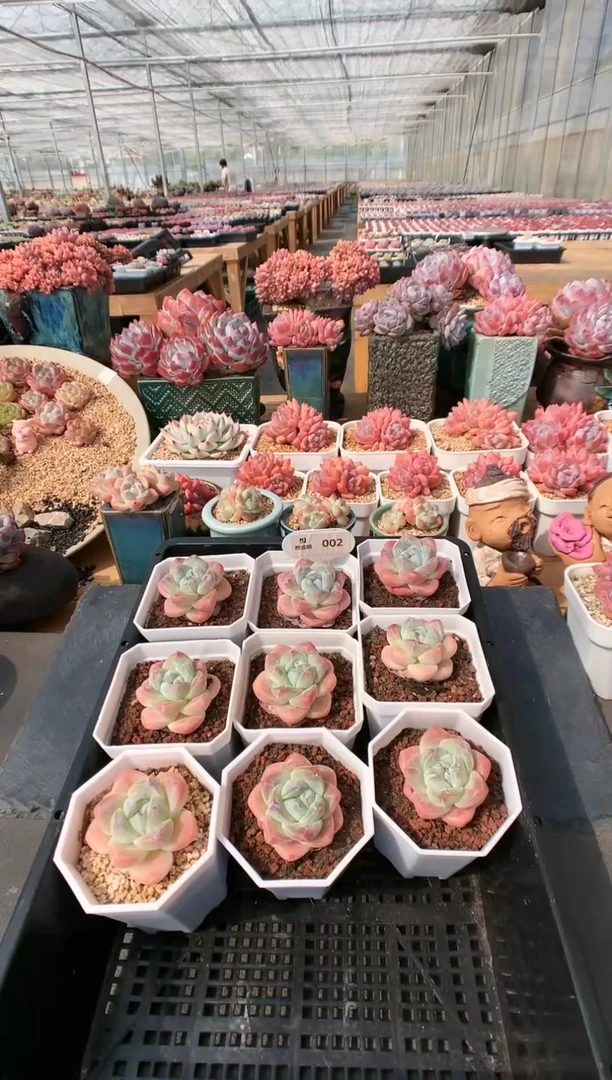 【闪购商品】002冰玉量拍