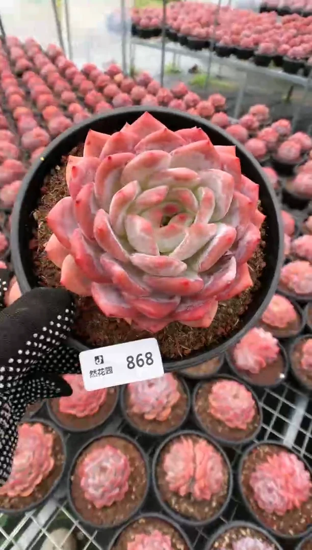 【闪购商品】868梦露一物一拍