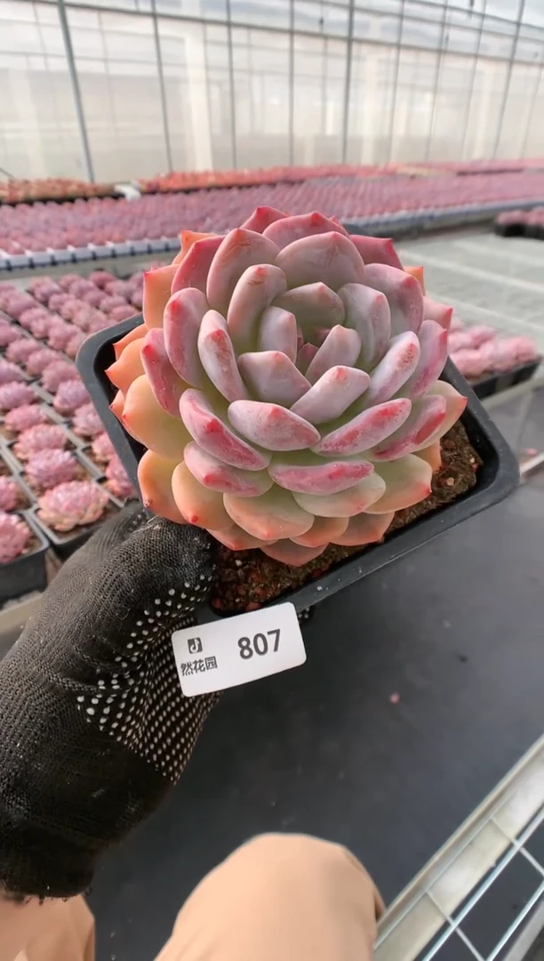 【闪购商品】807梦露一物一拍