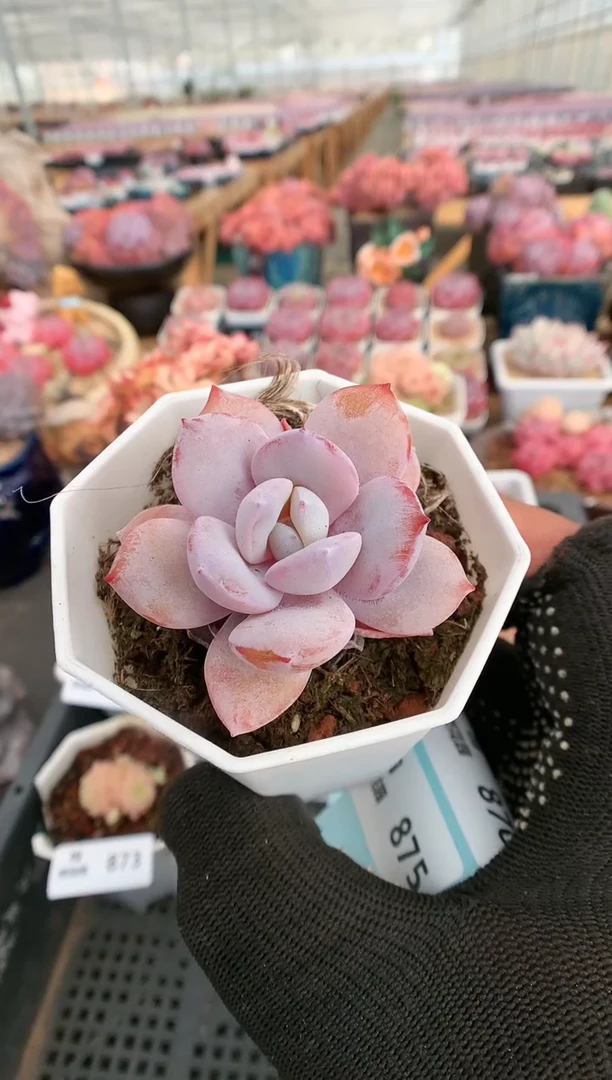 【闪购商品】874奶茶一物一拍