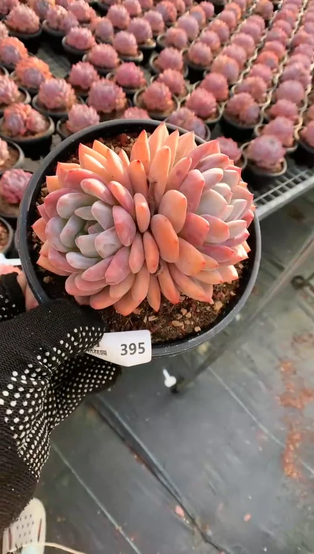 【闪购商品】395梦露双头一物一拍