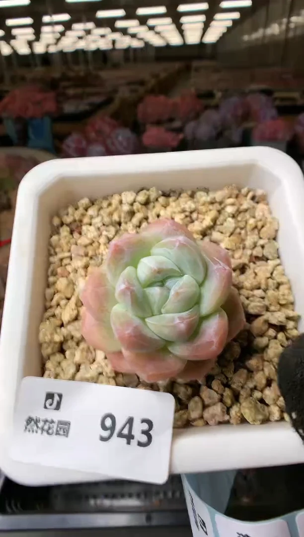 【闪购商品】943冰玉一物一拍