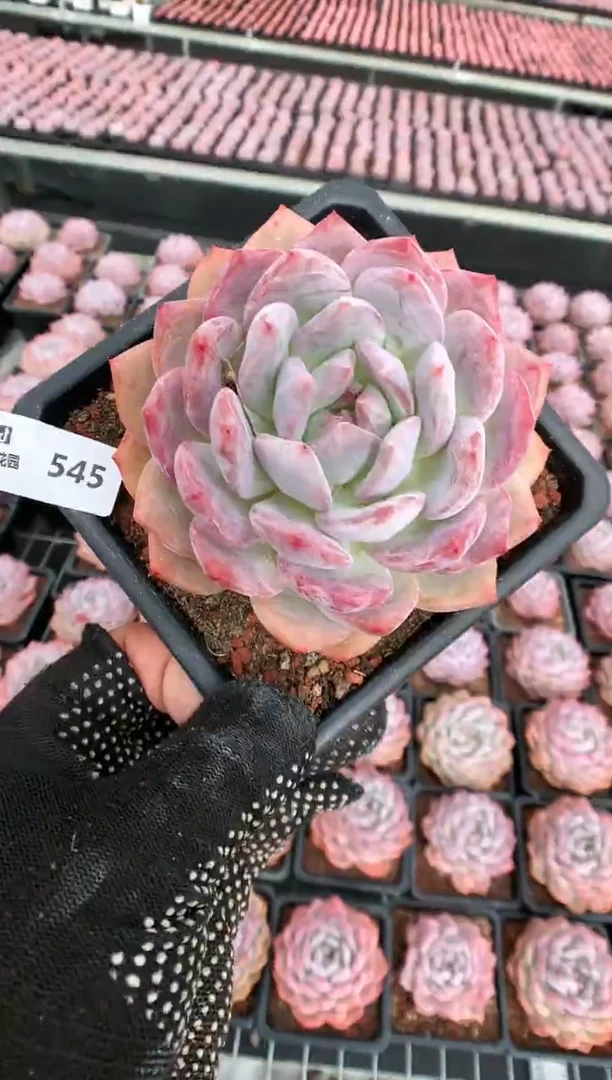 【闪购商品】545梦露一物一拍