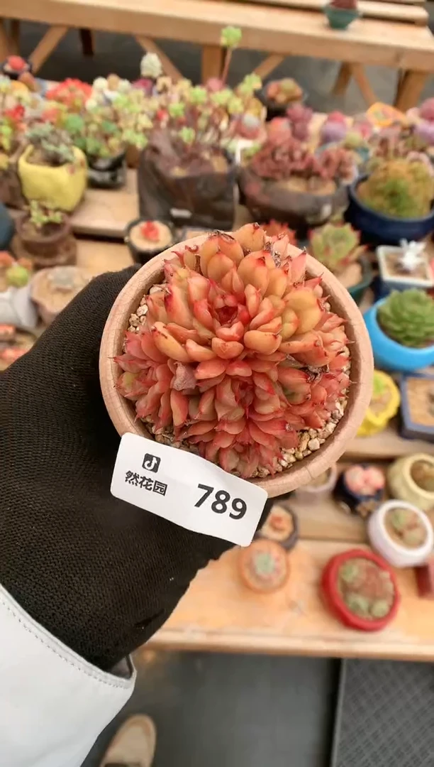 【闪购商品】789特斯拉一物一拍