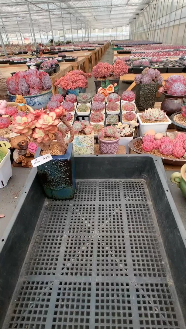 【闪购商品】415秀妍锦一物一拍