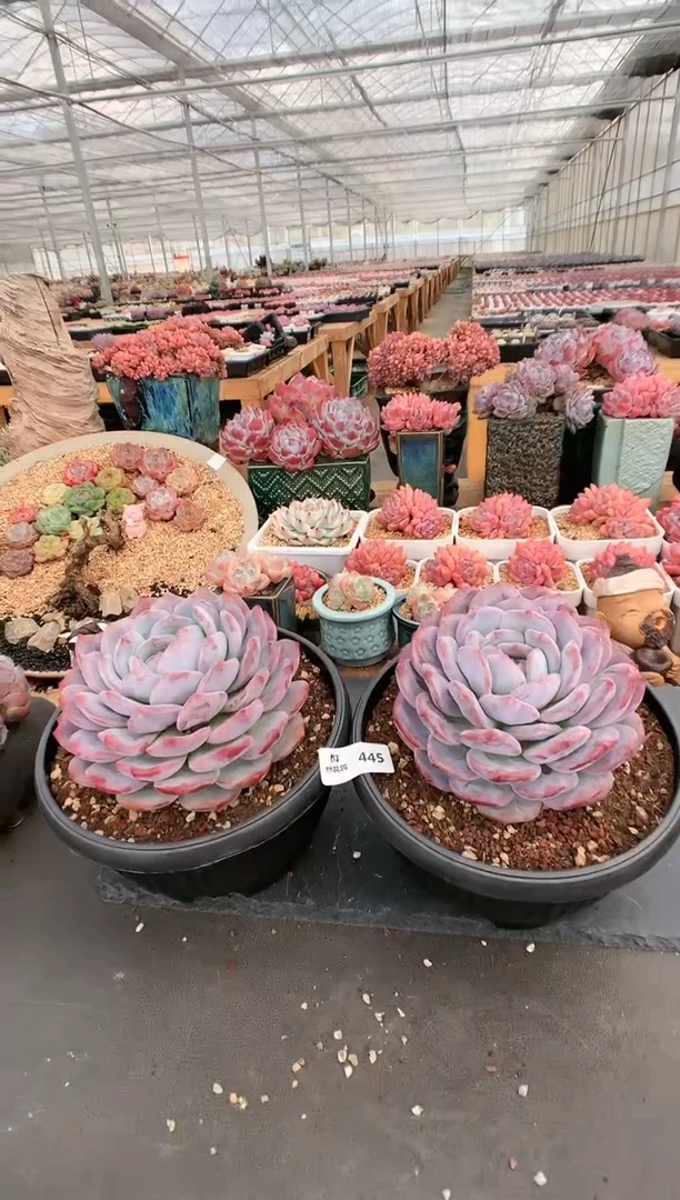 【闪购商品】445星影两棵一物一拍