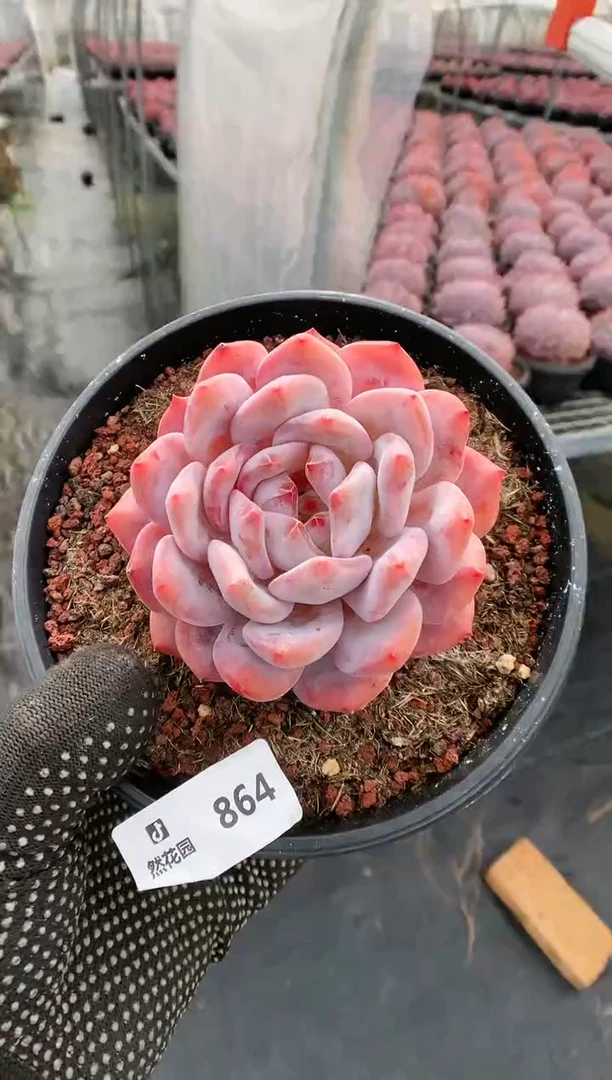 【闪购商品】864梦露一物一拍