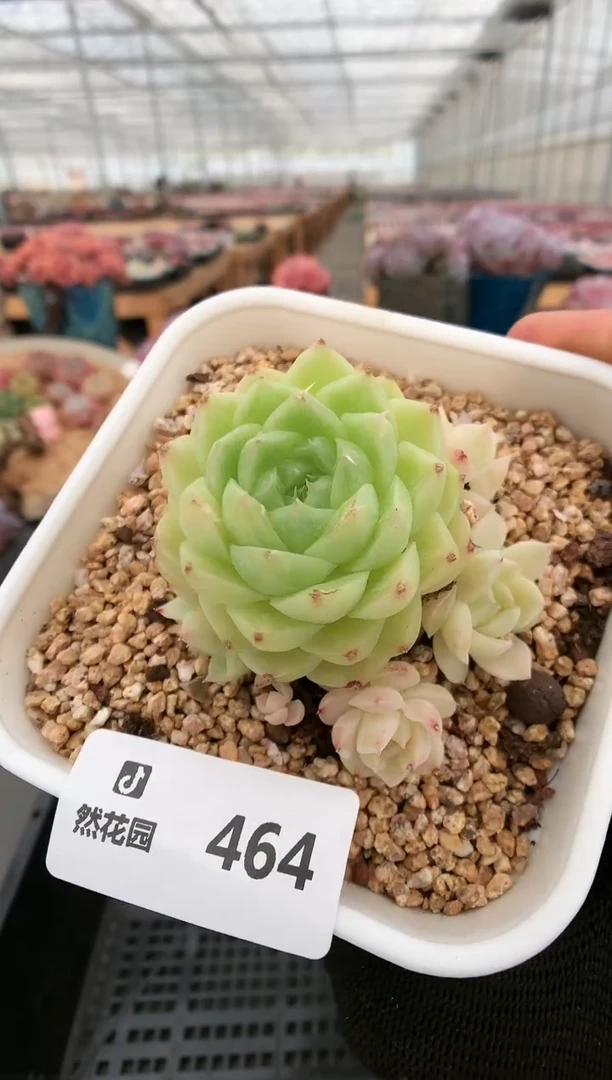 【闪购商品】464麦秆一物一拍