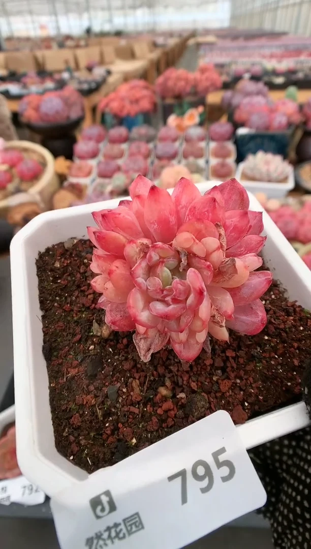 【闪购商品】795先恩布莱特一物一拍
