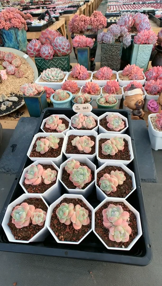 【闪购商品】063冰玉双头量拍