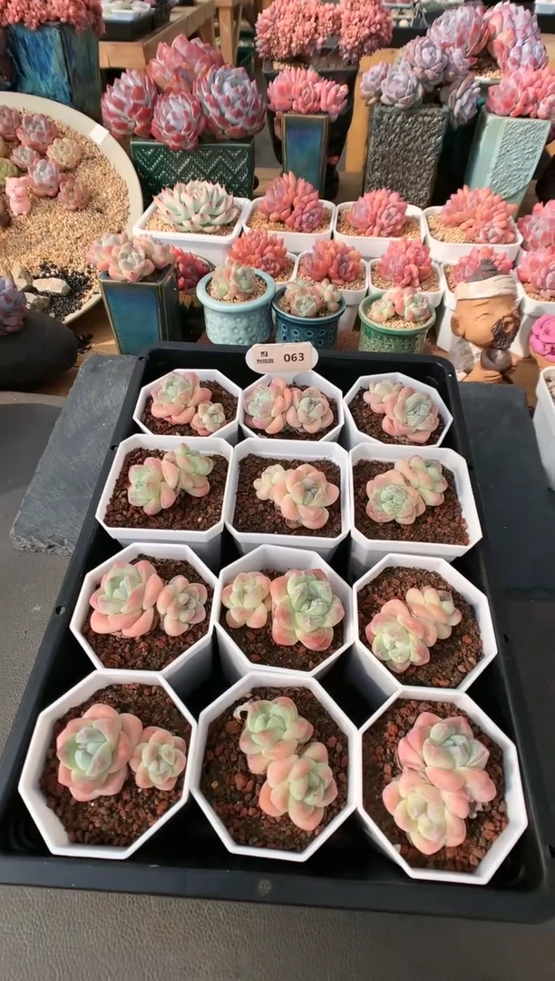 【闪购商品】063冰玉双头量拍