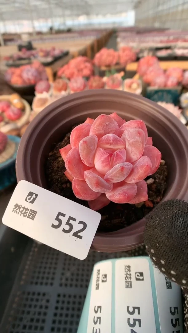 【闪购商品】552雪天使一物一拍